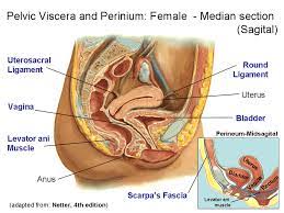 Of female pelvic organ support, with emphasis on the. 5 Anatomical Detail Of Female Pelvic Anatomy Adapted From Netter 2002 Download Scientific Diagram