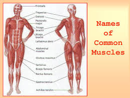 Muscle names are actually quite interesting. Afrika Zenklas Miestas Leg Muscles Names Yenanchen Com