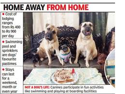 In addition to the freedoms offered by our spacious runs, we also offer doggie day care to dogs who overnight board with us for an additional cost per night ($5.50 per dog). This Summer Pet Stays Have Their Hands Full Bengaluru News Times Of India