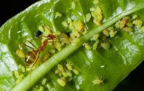 ants garden pests diseases