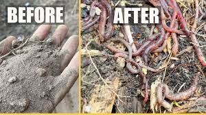 attract a ton of worms to your garden