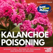 Kalanchoe Poisoning Animal Poisons