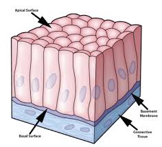 Hths 1110 Unit 7 The Tissue Level Of