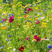 Plant A Wildflower Garden With Seeds
