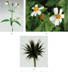 Despite significant progress in phytochem … Pdf Bidens Pilosa L Asteraceae Botanical Properties Traditional Uses Phytochemistry And Pharmacology Semantic Scholar