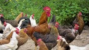do-male-and-female-chickens-taste-different
