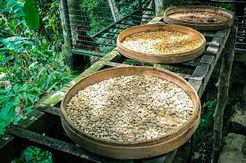 Many of the most expensive coffees in the world are cup of excellence winners. What Is Kopi Luwak And Why Is It The Most Expensive Coffee In The World
