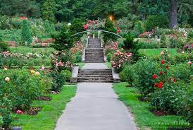 Rose Garden Portland Oregon Flower