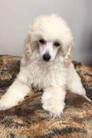 victoria toy poodle love my puppy