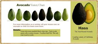 Avocado Variety Chart Avocado Varieties Avocado Avocado
