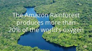 Image result for save the rainforest
