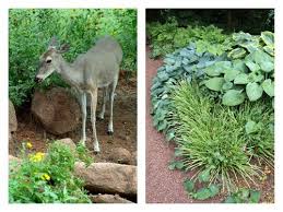 The Plants That Deer Like Best And