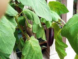 growing anese eggplant in containers