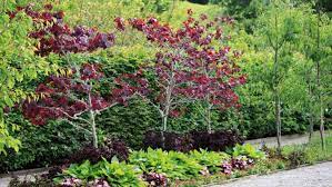 Classic Trees For Modern Gardens