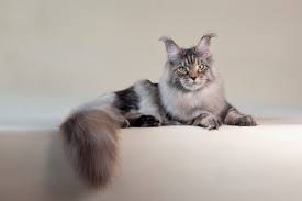 silver maine cat breed info