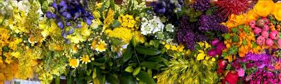 We did not find results for: Florabundance Wholesale Flowers For Floral Designers