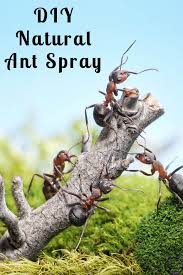 natural ant spray for your house