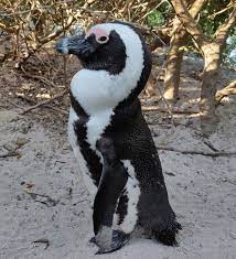 African penguin - Wikipedia