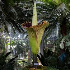 why an arum the corpse flower is