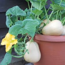 Winter squash—like butternut, acorn, buttercup, and turban—are left on the vine to ripen, and harvested in the fall. Butternut Squash Baby Bush New Featured Vegetable Seeds