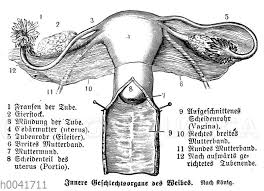Man unterscheidet einen inneren (ostium uteri internum bzw. Frau Innere Geschlechtsorgane Innere Geschlechtsorgane Des Weibes Quagga Illustrations