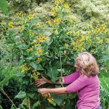 Expert Staking Tips For Tall Plants