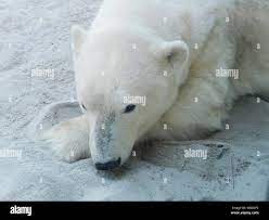 Portrait de l'ours polaire se détendre sur la plage de sable Photo Stock -  Alamy