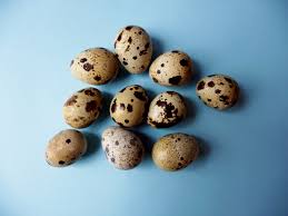 Quail Egg Benefits Natures Perfect Finger Food Backyard