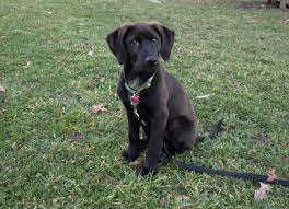 The hound lab mix, is a mixed breed dog resulting from breeding the hound and the labrador retriever. 14 Week Lab Coonhound Mix