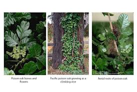 poison oak ivy
