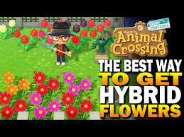 the best way to grow hybrid flowers in