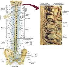 Spine Nerve Diagram Schematics Online
