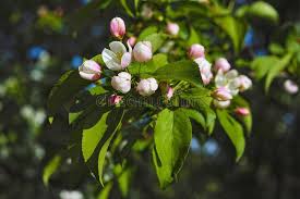 This blog is all about to the famous flowers and planets.you can see latest flowers pictures wallpapers. Wild Apple Flowers Apple Tree Flowers Close Up Background Stock Images Page Everypixel