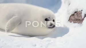 baby harp seal on ice 4k 60fps stock
