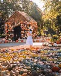 best pumpkin patches to visit in dallas