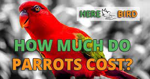 how much does a parrot cost 64 por
