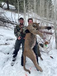 guided wolf mountain lion hunts in
