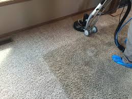 residential cleaning blue dog carpet