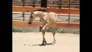 All horse trading post member information are kept secure and will not be shared. 2017 Buckskin Pre Andalusian Colt Available For Purchase Youtube