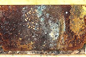 Ick Mold In My Hive Honey Bee Suite