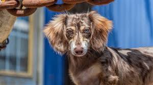 the long haired dachshund