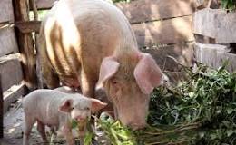 Image result for How Much It Cost To Raise A Pig In Uganda