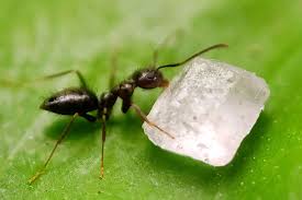 how to get rid of black garden ants in