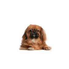 Yorkies pekingese puppies dogs and puppies animals and pets funny animals cute animals fu dog dog cat i love dogs. Pekingese Puppies Petland Novi