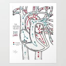 Human Blood Flow Chart Art Print By Sjelidale