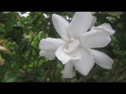 How To Get A Gardenia To Bloom