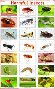 Harmful Insects Charts