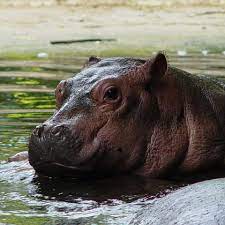 Zoo de la Flèche | Hippopotame