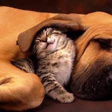 Cat and Dog Funny Wallpapers - Top Free ...
