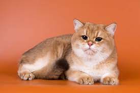 British Shorthair Cat Gold gambar png